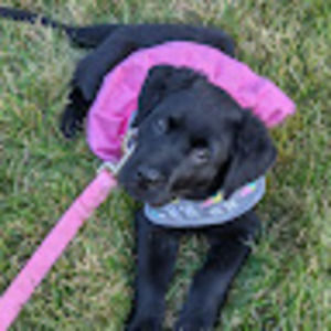 Meet your Posher, Sue